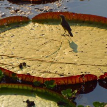 Bird on a leaf